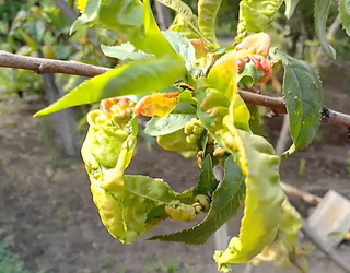 Обмежити поширення кучерявості листків персика можна, вирізавши уражені пагони